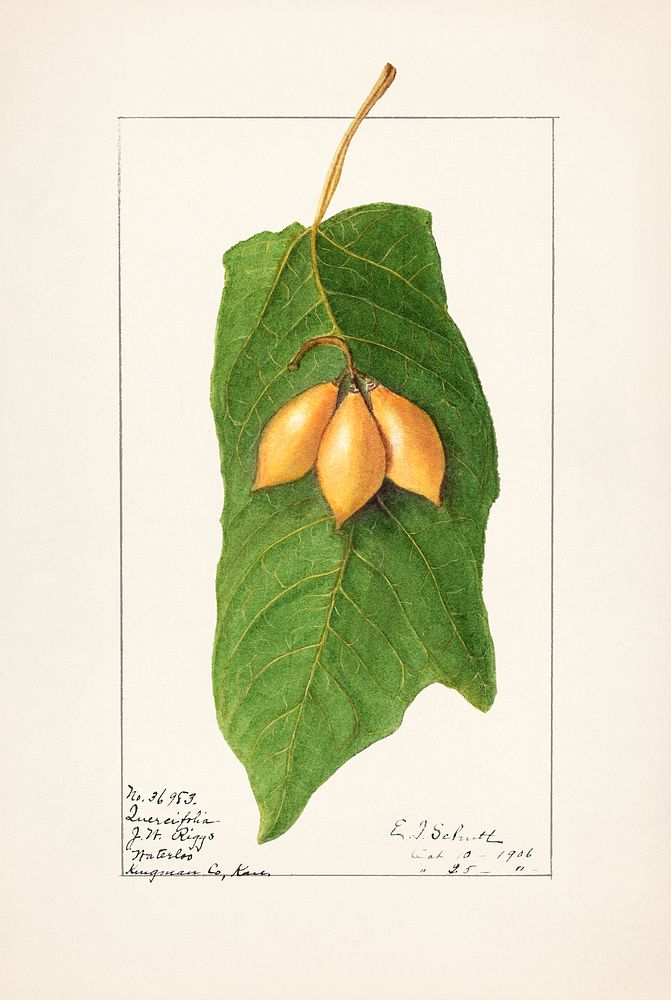 Oak Leaved Papaya (Vasconcellea quercifolia)(1906) by Ellen Isham Schutt. Original from U.S. Department of Agriculture…