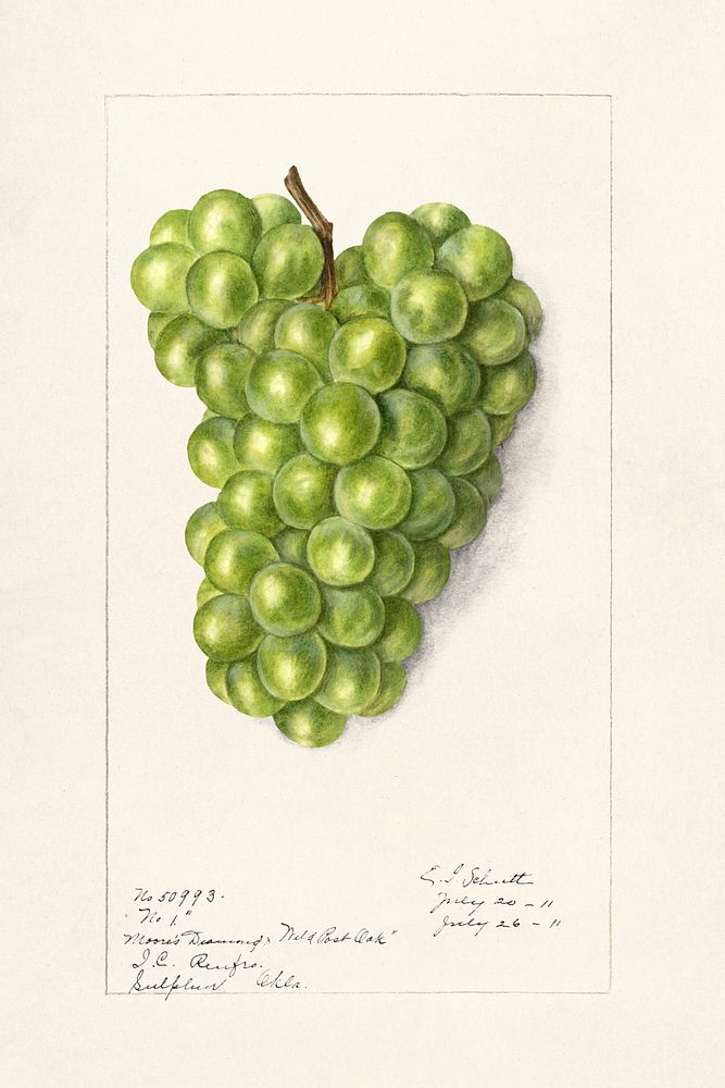 Vintage bunch of green grape illustration mockup. Digitally enhanced illustration from U.S. Department of Agriculture…