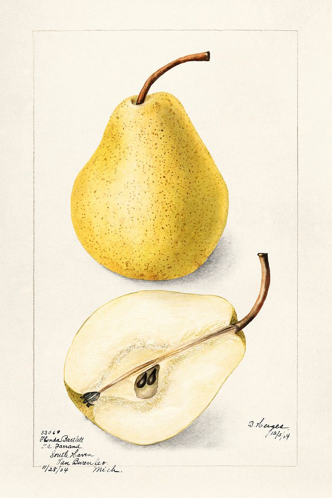 Pears (Pyrus Communis) (1904) by Bertha Heiges. Original from U.S. Department of Agriculture Pomological Watercolor…