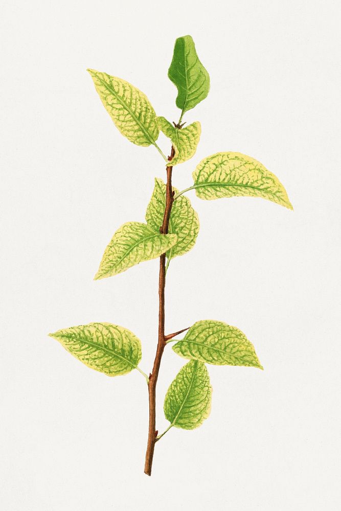 Vintage pear stick illustration mockup. Digitally enhanced illustration from U.S. Department of Agriculture Pomological…