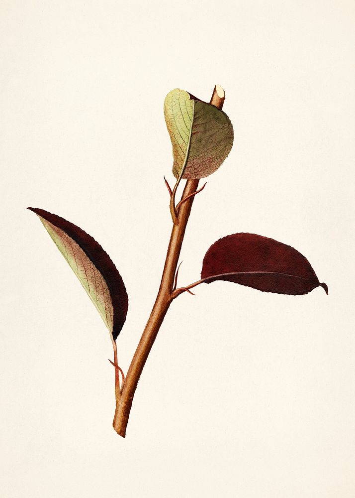Vintage pear stick illustration mockup. Digitally enhanced illustration from U.S. Department of Agriculture Pomological…