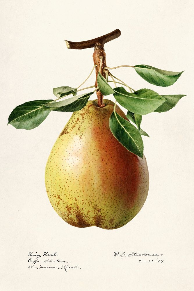 Pear (Pyrus Communis) (1919) by Royal Charles Steadman. Original from U.S. Department of Agriculture Pomological Watercolor…