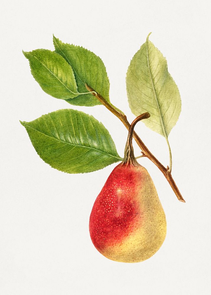 Vintage peach bough illustration mockup. Digitally enhanced illustration from U.S. Department of Agriculture Pomological…