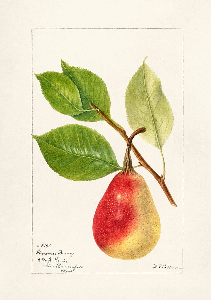 Pear Branch (Pyrus Communis)(1893) by Deborah Griscom Passmore. Original from U.S. Department of Agriculture Pomological…