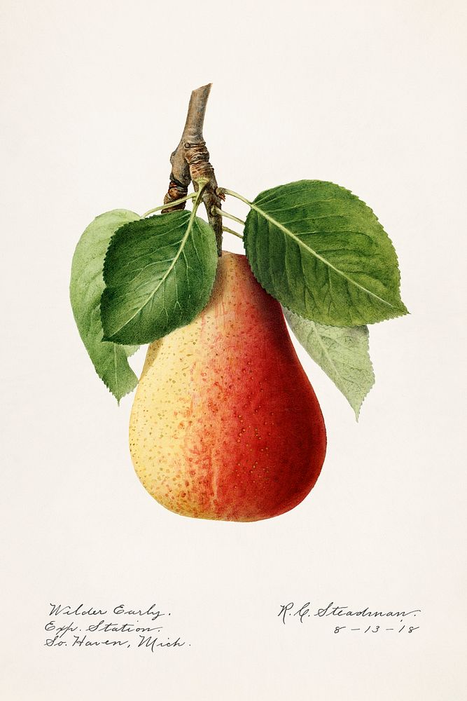 Vintage pear with leaves illustration mockup. Digitally enhanced illustration from U.S. Department of Agriculture…