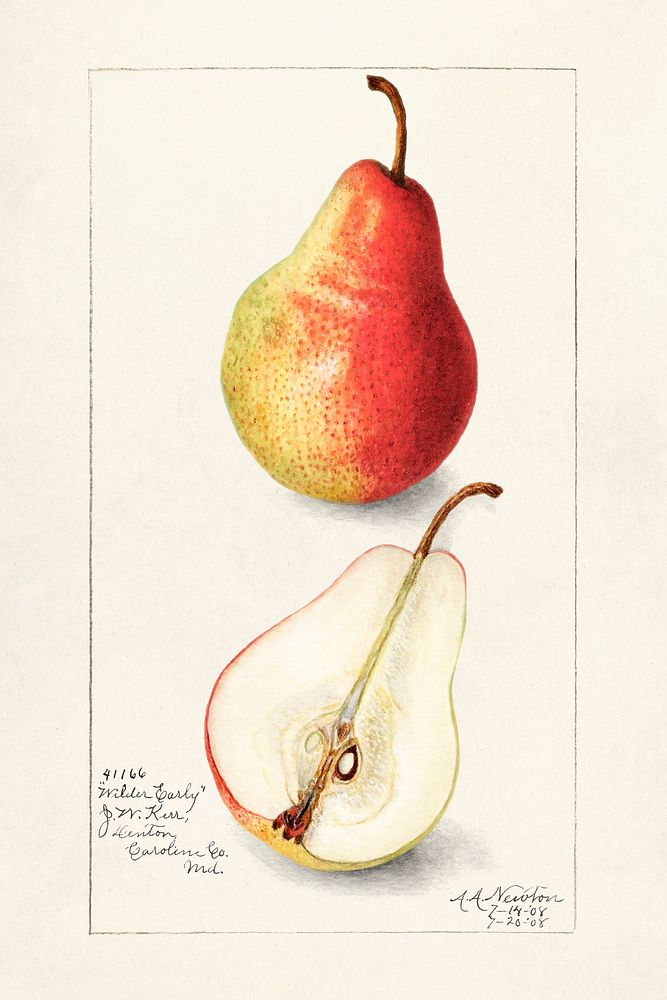 Pear (Pyrus Communis) (1908) by  Amanda Almira Newton. Original from U.S. Department of Agriculture Pomological Watercolor…