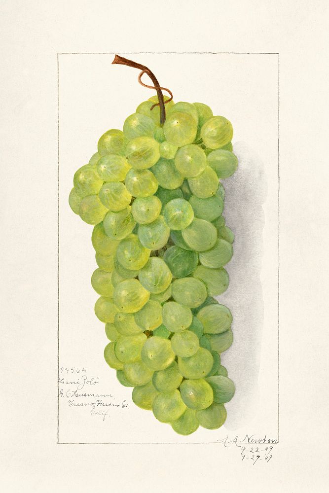 Vintage bunch of green grapes illustration. Original from U.S. Department of Agriculture Pomological Watercolor Collection.…