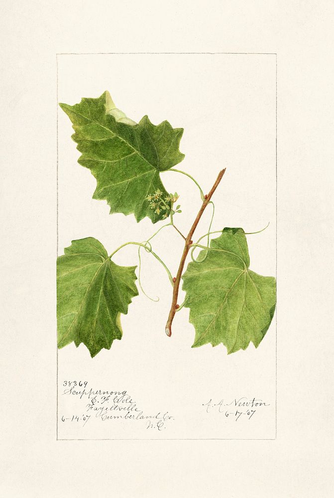 Grape (Vitis) (1907) by Amanda Almira Newton. Original from U.S. Department of Agriculture Pomological Watercolor…