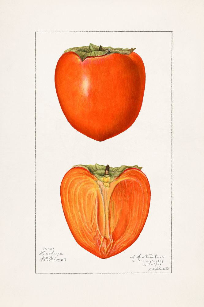 Vintage persimmons illustration. Digitally enhanced illustration from U.S. Department of Agriculture Pomological Watercolor…