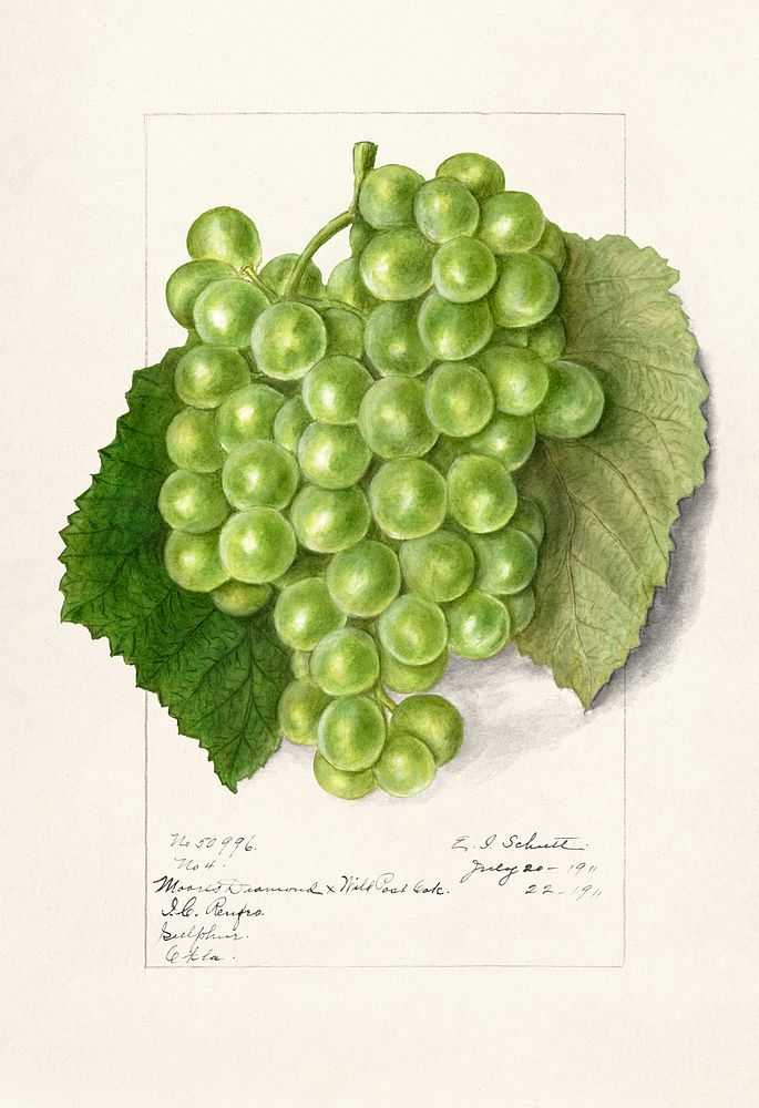 Grapes (Vitis)(1911) by Ellen Isham Schutt. Original from U.S. Department of Agriculture Pomological Watercolor Collection.…