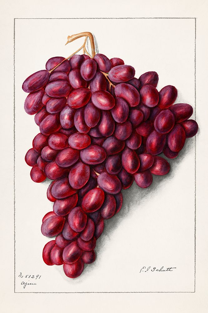 Vintage bunch of red grapes illustration. Original from U.S. Department of Agriculture Pomological Watercolor Collection.…