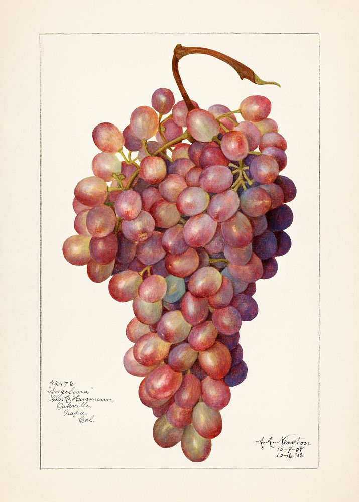 Vintage bunch of red grapes illustration. Original from U.S. Department of Agriculture Pomological Watercolor Collection.…
