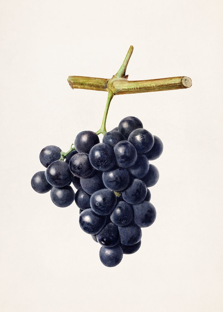 Vintage bunch of black grapes illustration. Original from U.S. Department of Agriculture Pomological Watercolor Collection.…
