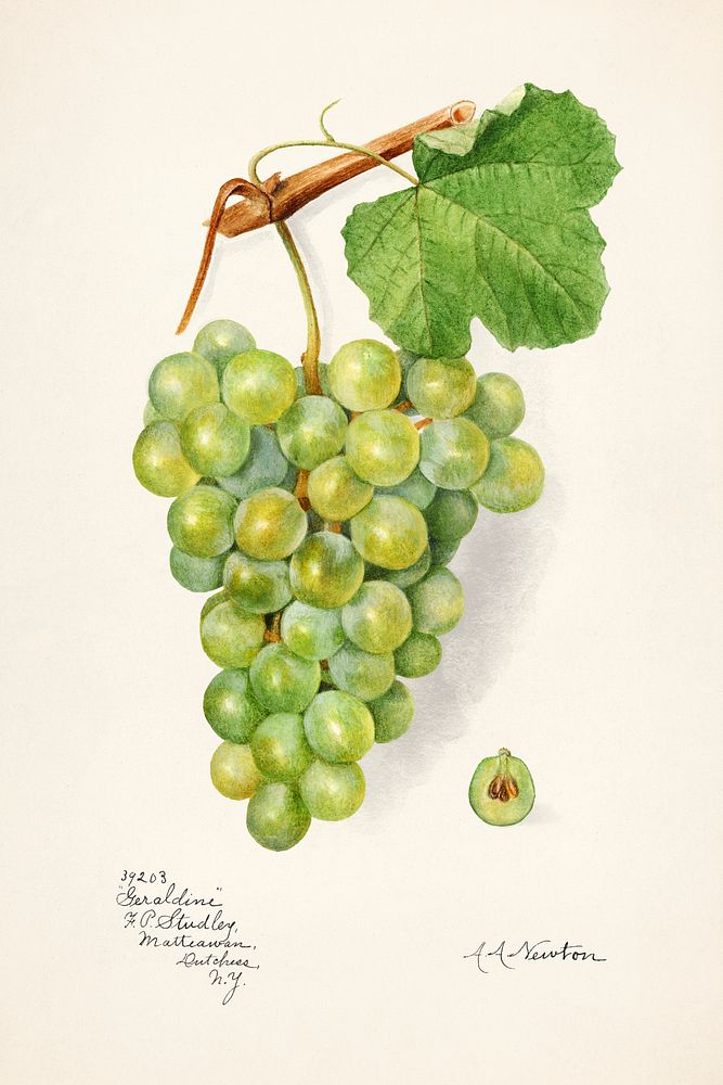 Vintage bunch of green grapes illustration. Original from U.S. Department of Agriculture Pomological Watercolor Collection.…