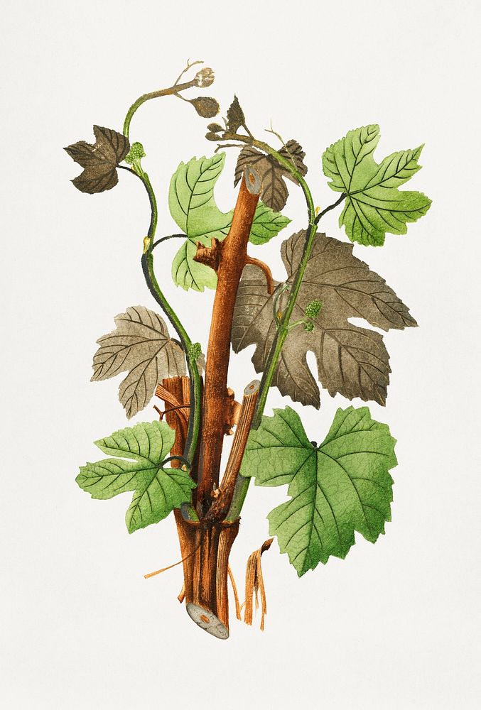 Vintage grapevines illustration mockup. Digitally enhanced illustration from U.S. Department of Agriculture Pomological…