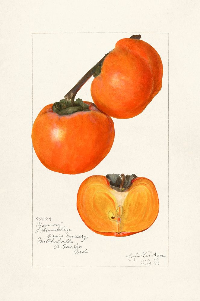 Vintage persimmons illustration mockup. Digitally enhanced illustration from U.S. Department of Agriculture Pomological…