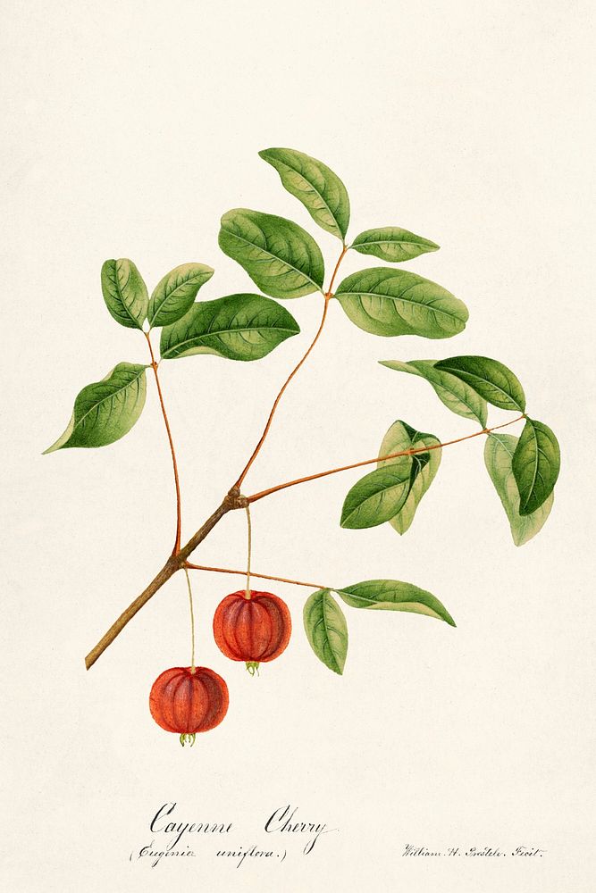 Vintage cherries illustration mockup. Digitally enhanced illustration from U.S. Department of Agriculture Pomological…