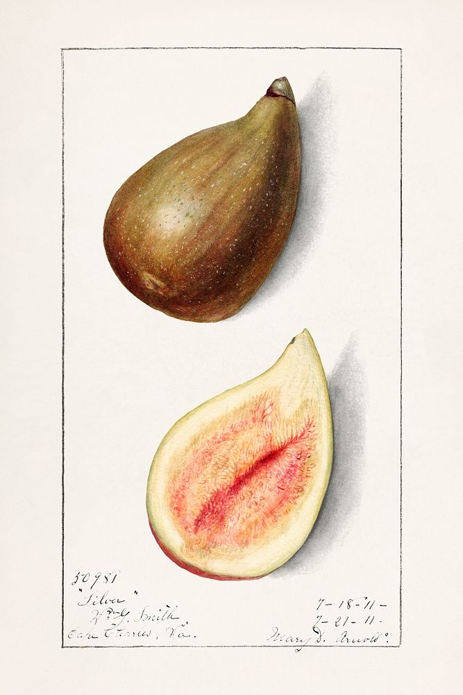 Figs (Ficus)(1911) by Mary Daisy Arnold. Original from U.S. Department of Agriculture Pomological Watercolor Collection.…