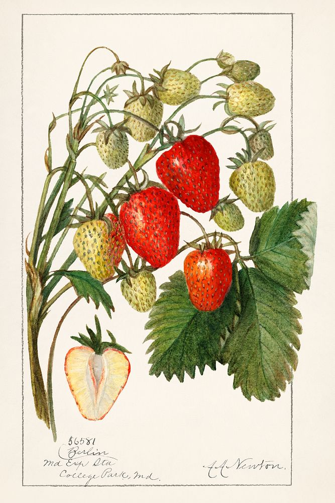 Strawberries (Fragaria) (1912) by Amanda Almira Newton. Original from U.S. Department of Agriculture Pomological Watercolor…