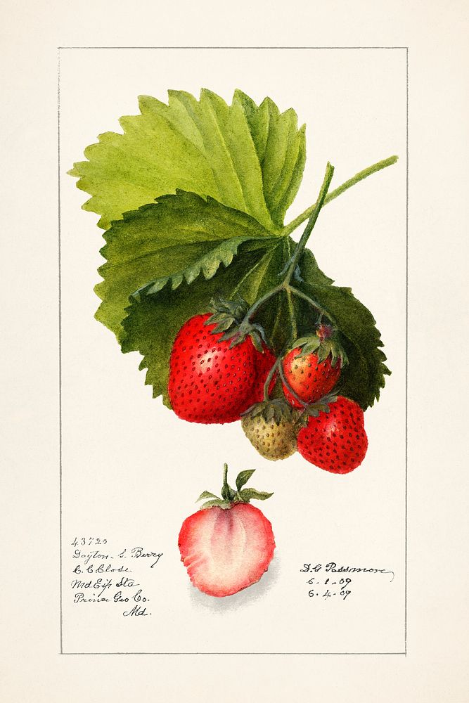 Strawberries (Fragaria) (1909) by Deborah Griscom Passmore. Original from U.S. Department of Agriculture Pomological…