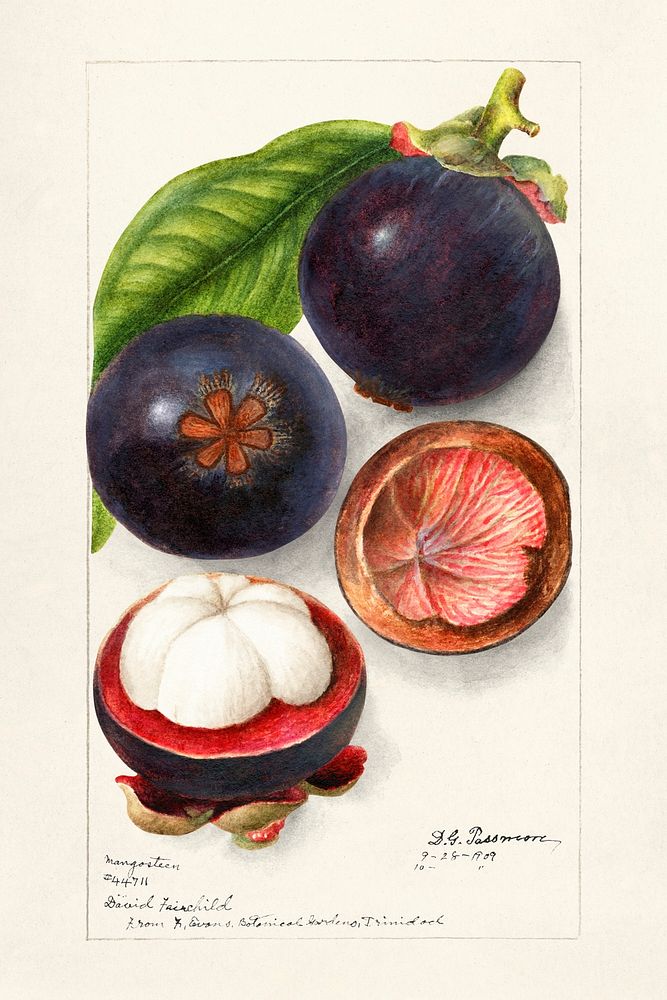 Vintage mangosteens illustration mockup. Digitally enhanced illustration from U.S. Department of Agriculture Pomological…