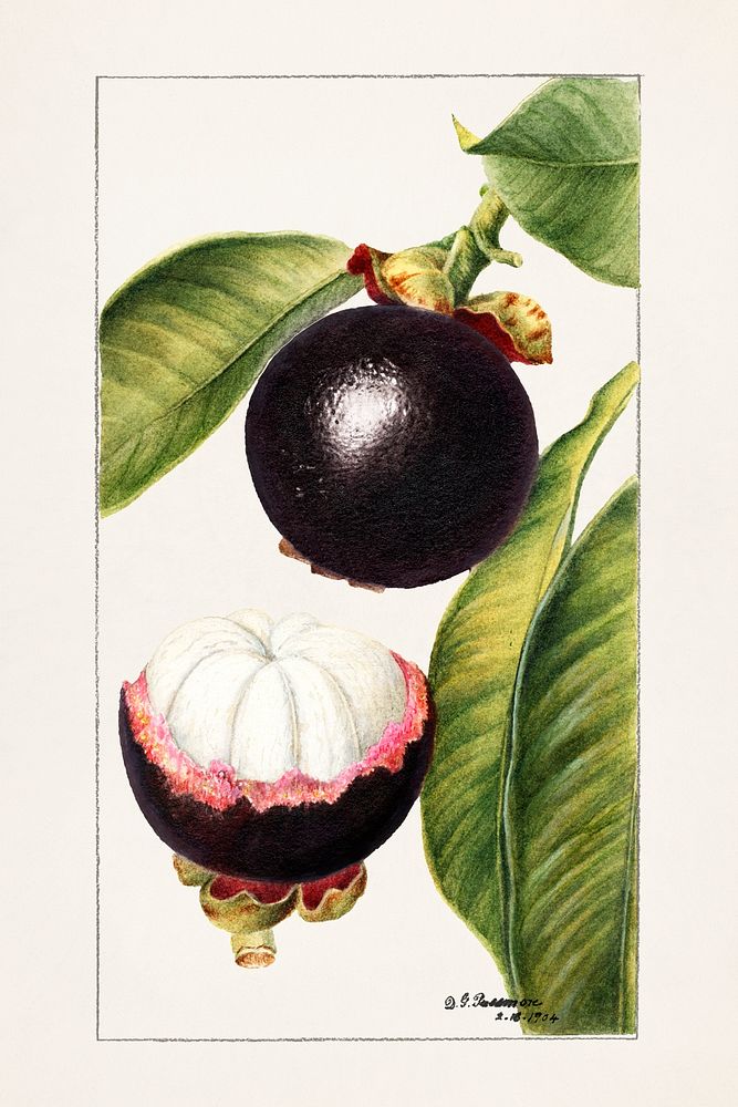 Vintage mangosteens illustration mockup. Digitally enhanced illustration from U.S. Department of Agriculture Pomological…