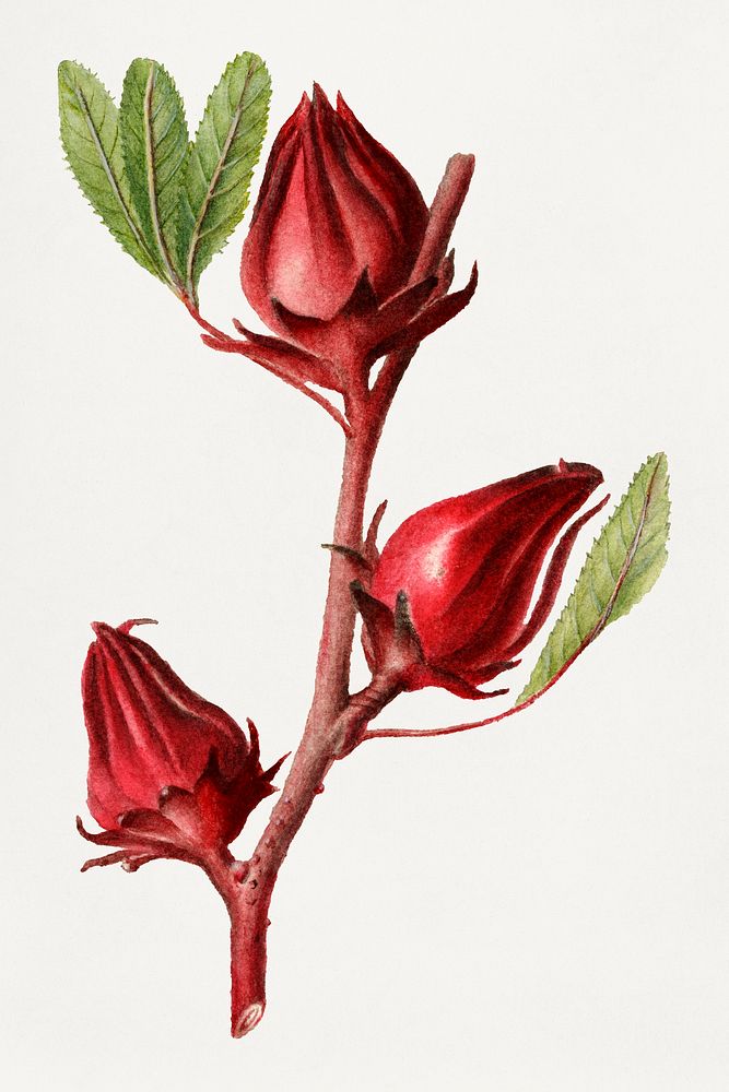 Vintage roselles illustration. Digitally enhanced illustration from U.S. Department of Agriculture Pomological Watercolor…
