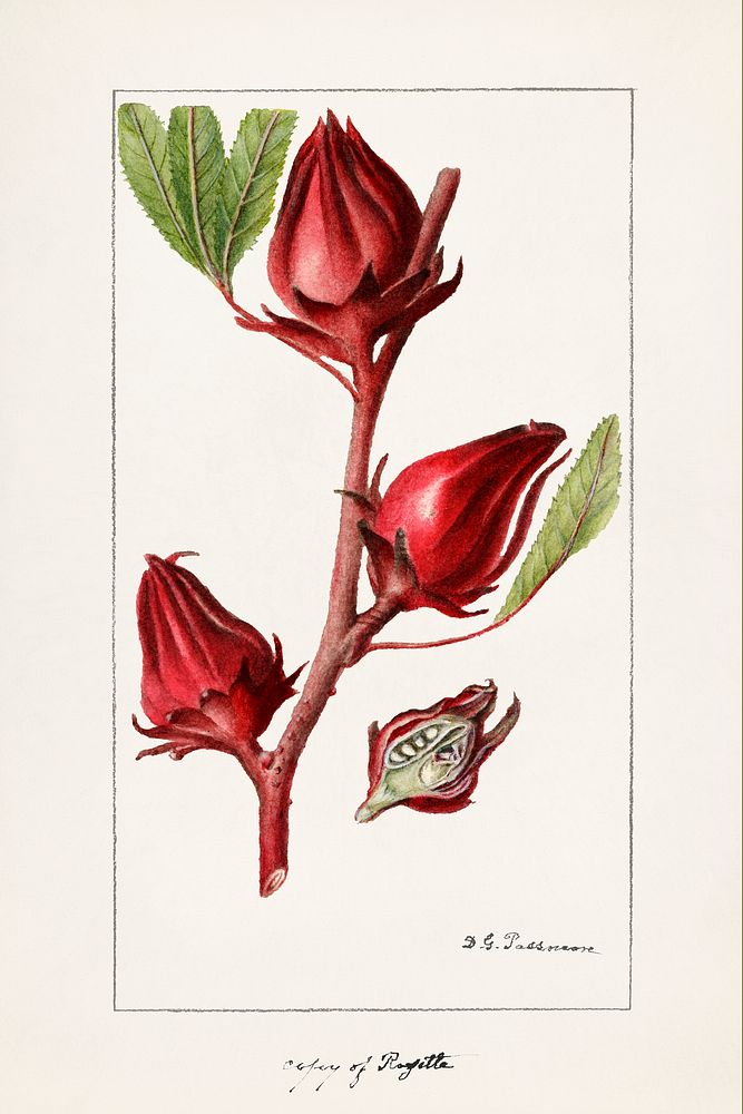 Roselle (Hibiscus Sabdariffa) (1906) by Deborah Griscom Passmore. Original from U.S. Department of Agriculture Pomological…