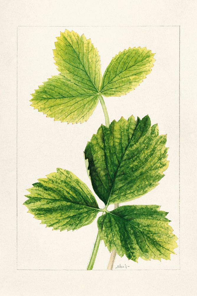 Vintage strawberry leaves illustration mockup. Digitally enhanced illustration from U.S. Department of Agriculture…