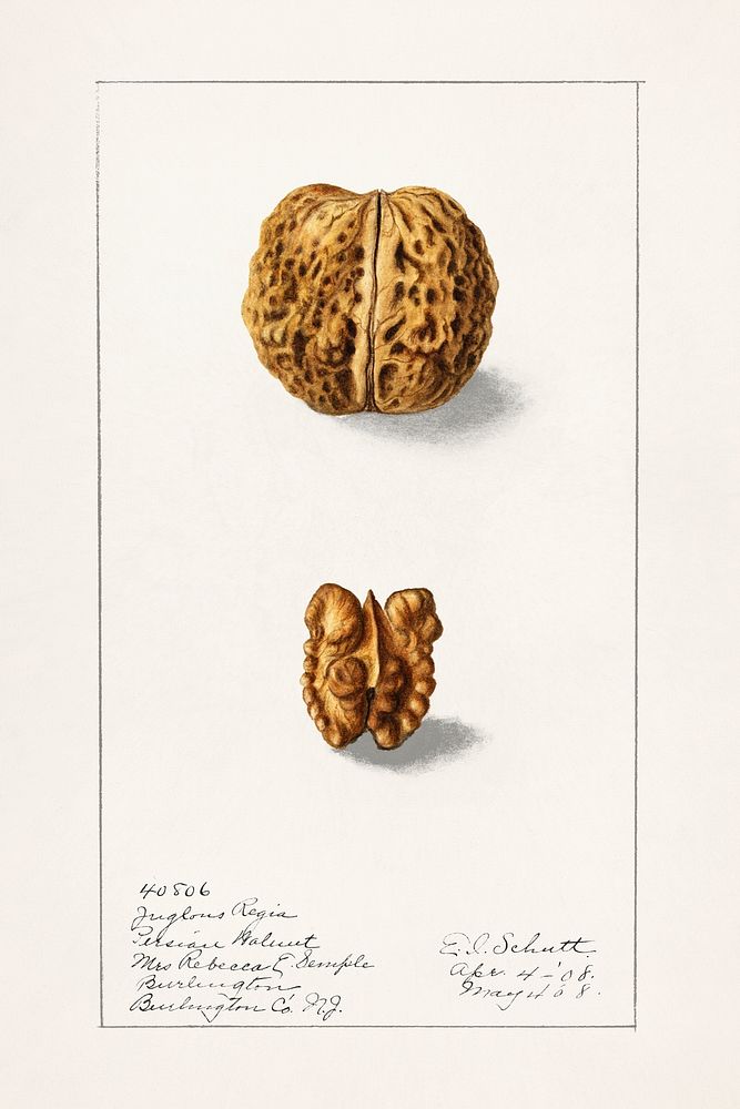 English Walnut (Juglans Regia)(1908) by Ellen Isham Schutt. Original from U.S. Department of Agriculture Pomological…