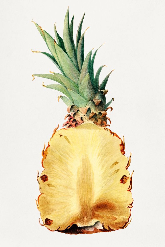 Vintage pineapple illustration mockup. Digitally enhanced illustration from U.S. Department of Agriculture Pomological…