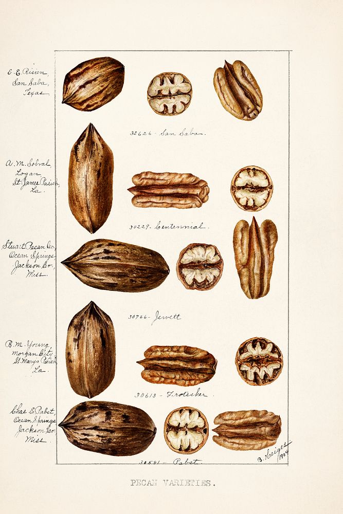Pecans (Carya Illinoinensis) (1904) by Bertha Heiges. Original from U.S. Department of Agriculture Pomological Watercolor…