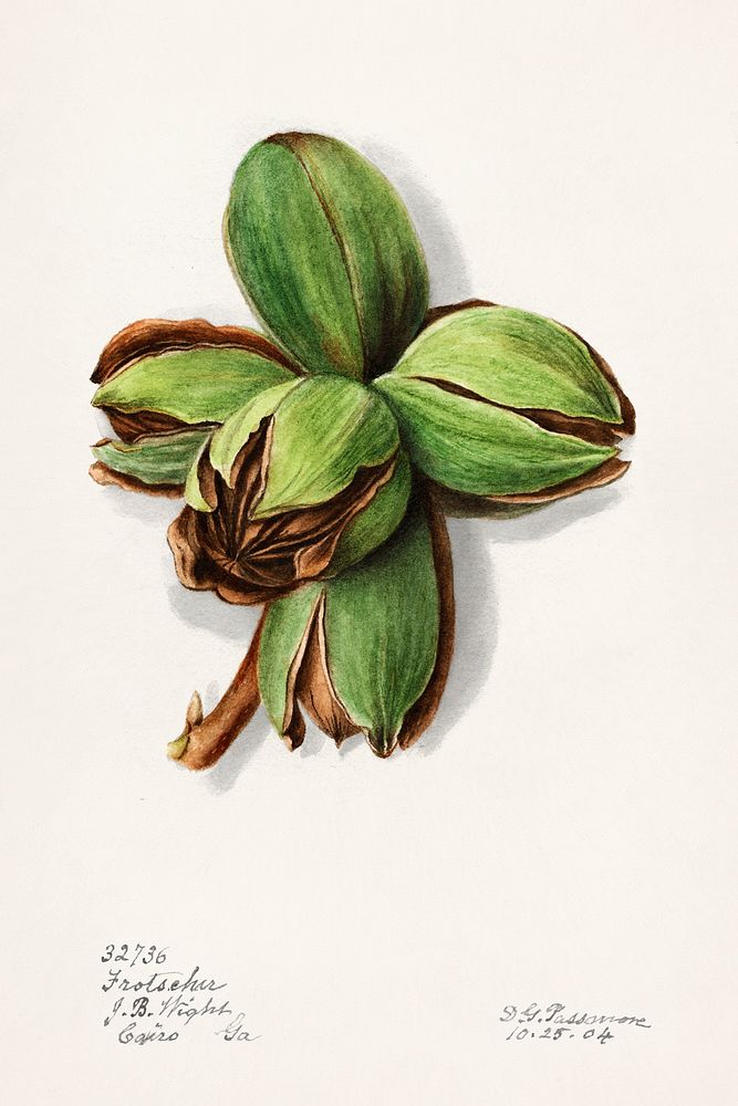 Hickory (Carya)(1904) by Deborah Griscom Passmore. Original from U.S. Department of Agriculture Pomological Watercolor…
