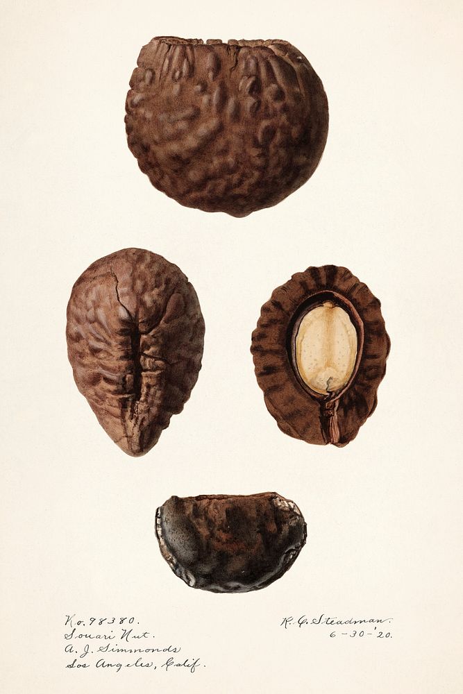 Pekea nut (Caryocar Nuciferum)(1920) by Royal Charles Steadman. Original from U.S. Department of Agriculture Pomological…