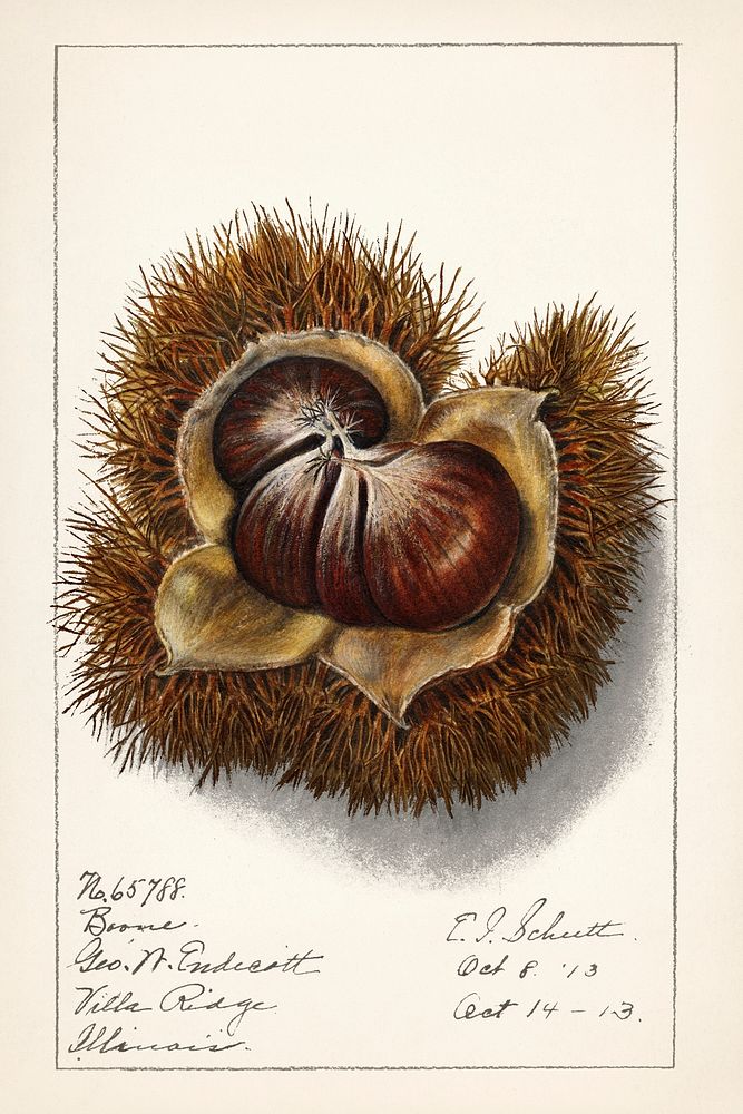 Chestnut (Castanea) (1913) by Ellen Isham Schutt. Original from U.S. Department of Agriculture Pomological Watercolor…