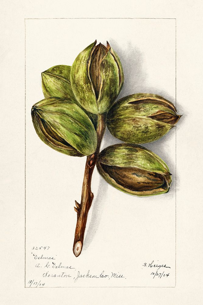 Hickory (Carya)(1904) by Bertha Heiges Original from U.S. Department of Agriculture Pomological Watercolor Collection. Rare…