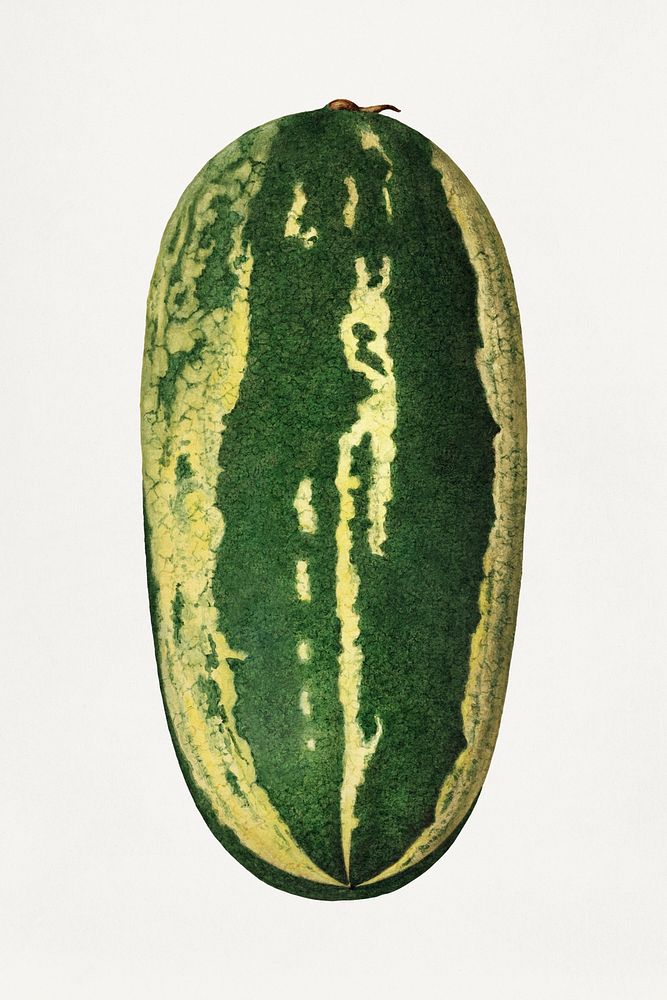 Vintage watermelon illustration mockup. Digitally enhanced illustration from U.S. Department of Agriculture Pomological…