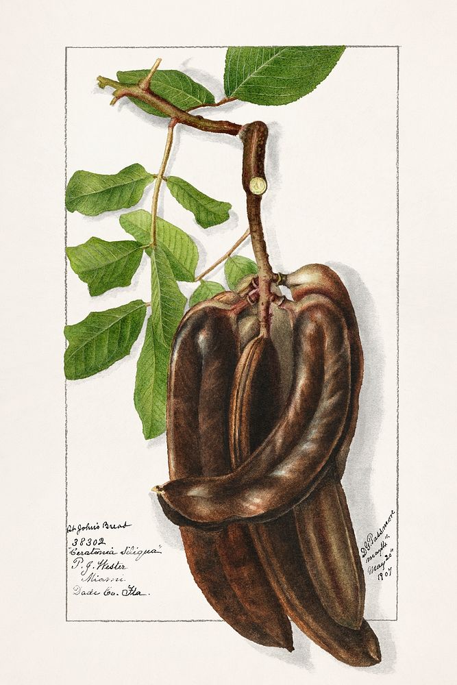 St John's Bread (Ceratonia Siliqua L.) (1907) by Deborah Griscom Passmore. Original from U.S. Department of Agriculture…