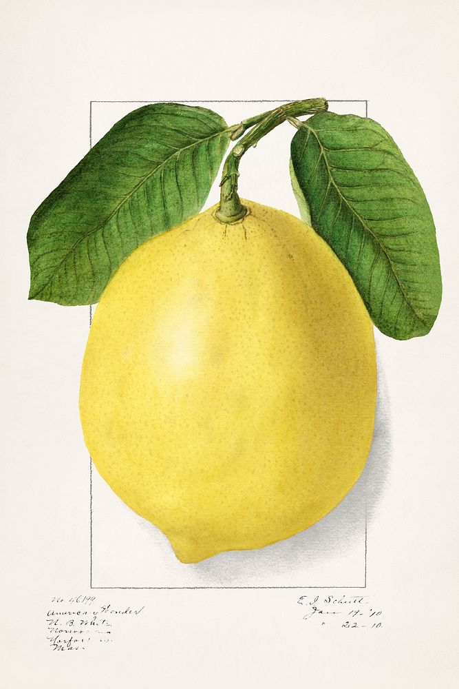 Lemon (Citrus Limon)(1910) by Ellen Isham Schutt. Original from U.S. Department of Agriculture Pomological Watercolor…