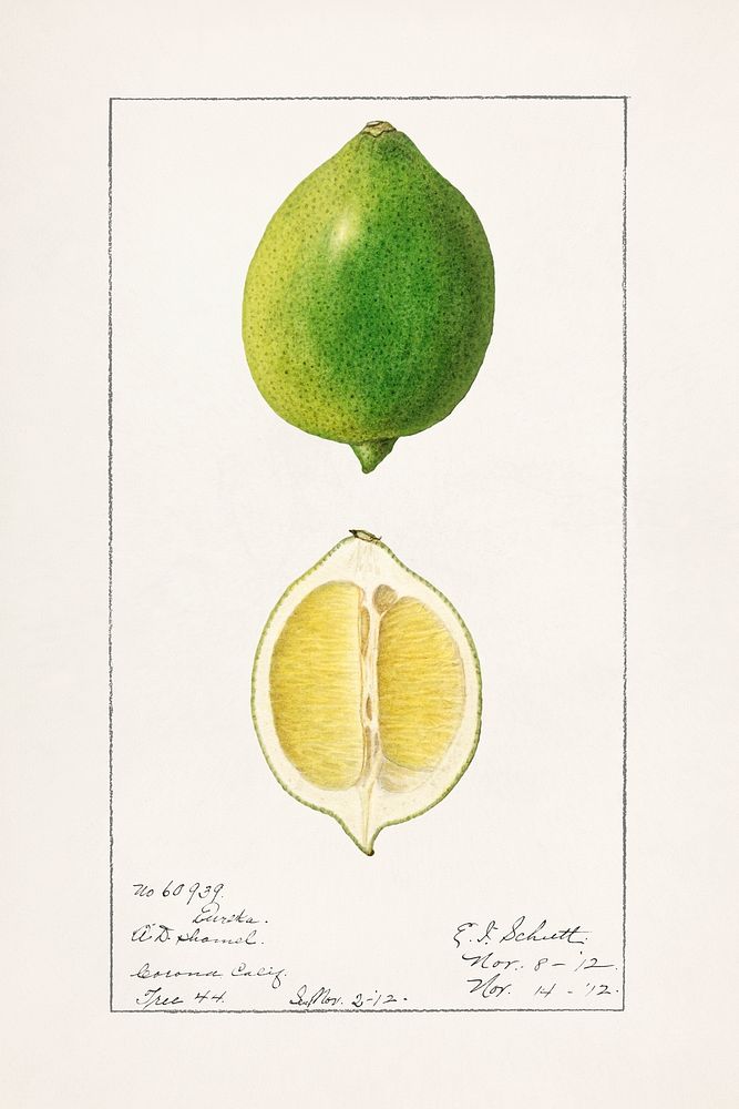 Lemon (Citrus Limon)(1912) by Ellen Isham Schutt. Original from U.S. Department of Agriculture Pomological Watercolor…