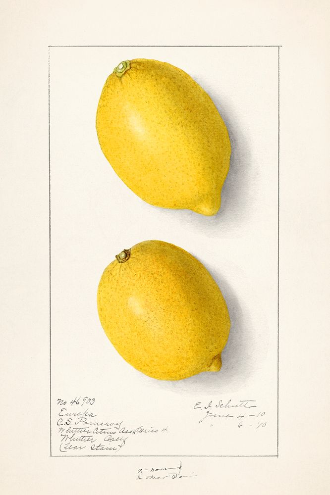 Lemons (Citrus Limon) (1910) by Ellen Isham Schutt. Original from U.S. Department of Agriculture Pomological Watercolor…