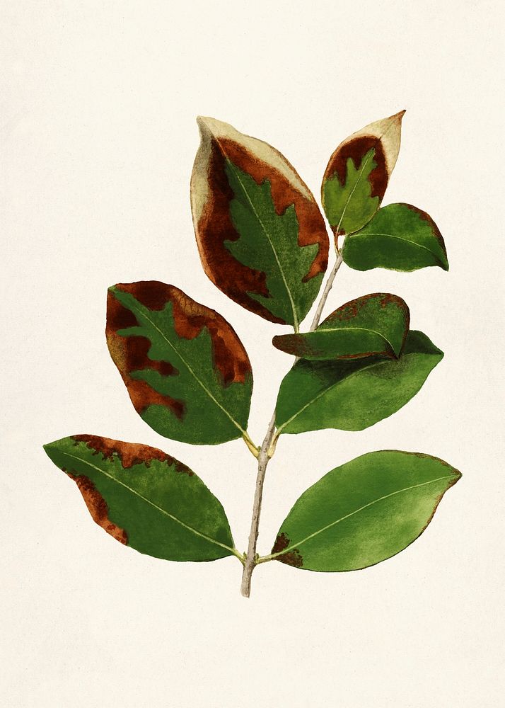 Glossy Privet (Ligustrum Lucidum) (1932) by James Marion Shull. Original from U.S. Department of Agriculture Pomological…