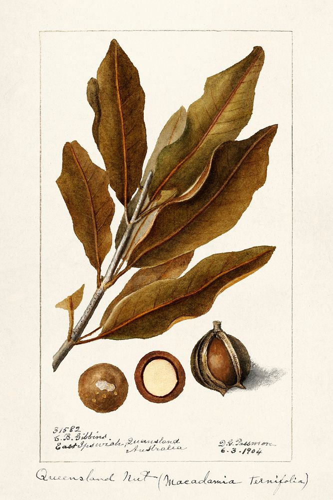Macadamia (Macadamia Ternifolia) (1904) by Deborah Griscom Passmore. Original from U.S. Department of Agriculture…