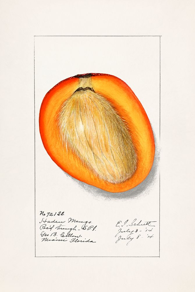 Mango (Mangifera Indica) (1910) byDeborah Griscom Passmore. Original from U.S. Department of Agriculture Pomological…