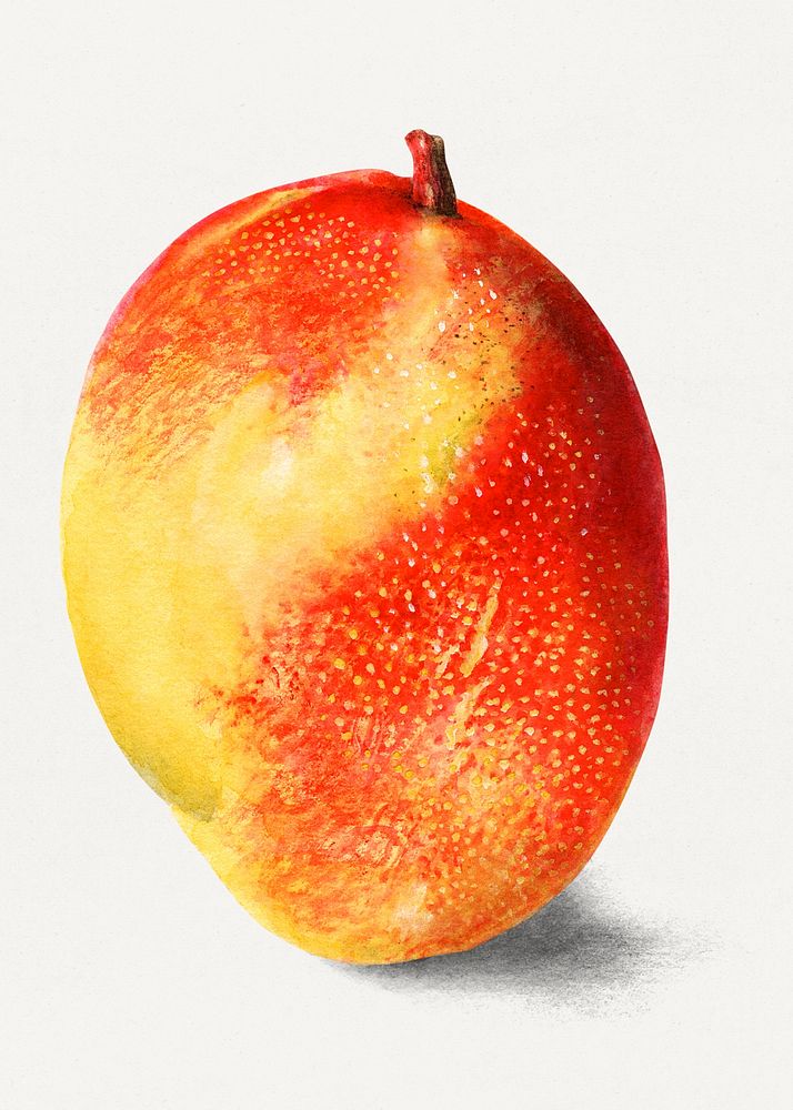 Vintage mango illustration. Digitally enhanced illustration from U.S. Department of Agriculture Pomological Watercolor…