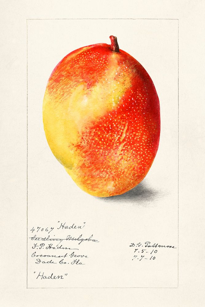 Mango (Mangifera Indica) (1910) by Deborah Griscom Passmore. Original from U.S. Department of Agriculture Pomological…