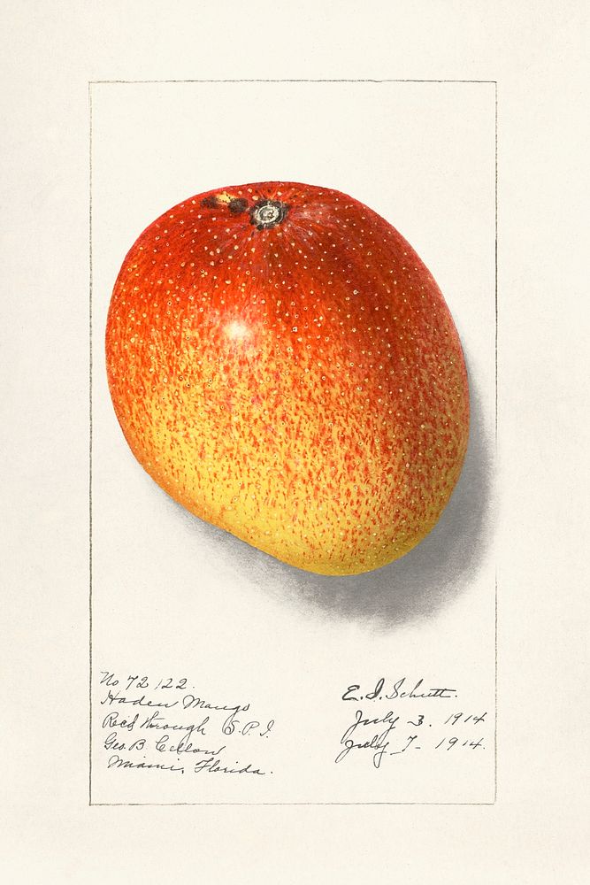 Mango (Mangifera Indica) (1914) byEllen Isham Schutt. Original from U.S. Department of Agriculture Pomological Watercolor…