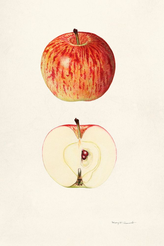 Apples (Malus Domestica) (1929) by Mary Daisy Arnold. Original from U.S. Department of Agriculture Pomological Watercolor…