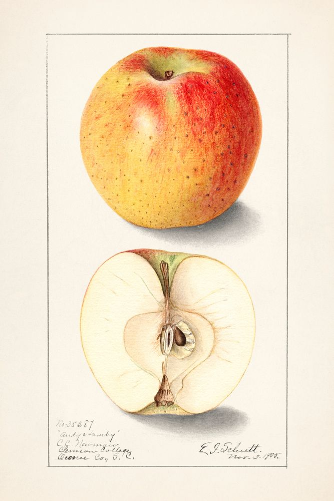 Apples (Malus Domestica) (1905) by Ellen Isham Schutt. Original from U.S. Department of Agriculture Pomological Watercolor…