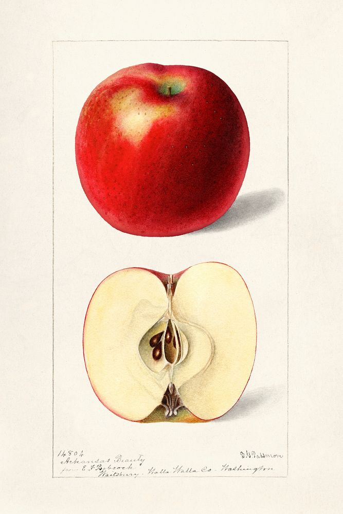Apples (Malus Domestica) (1897) by Deborah Griscom Passmore. Original from U.S. Department of Agriculture Pomological…